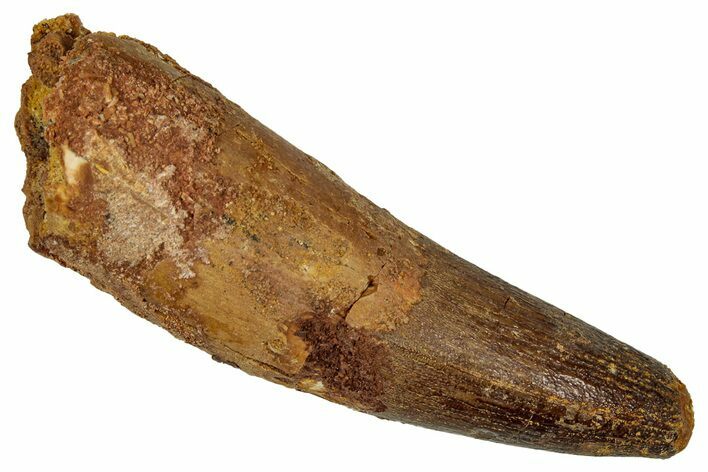 Fossil Spinosaurus Tooth - Feeding Worn Tip #344626